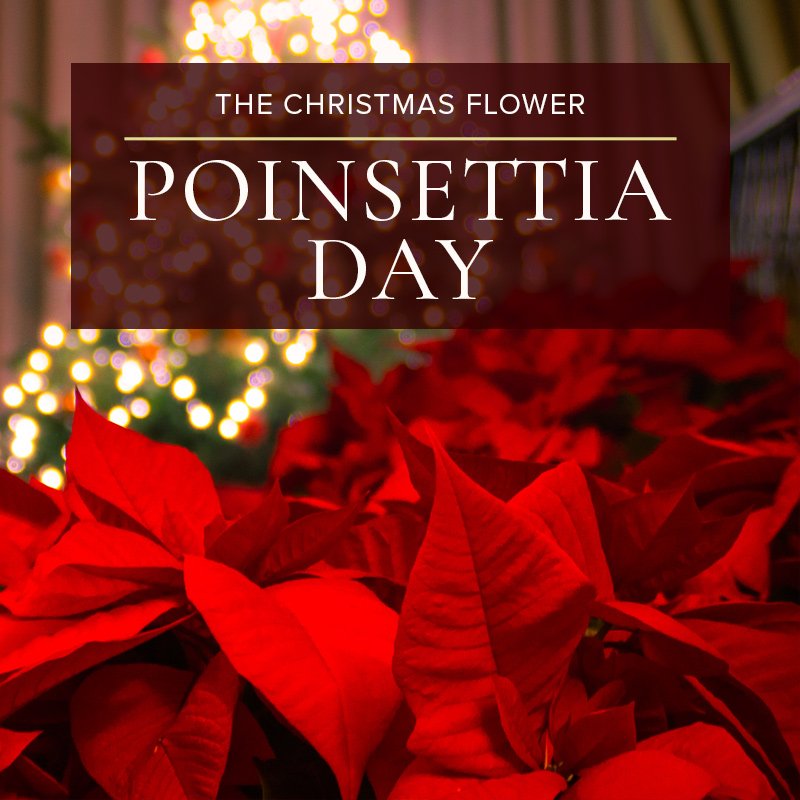 Marco Island Florist tweet media