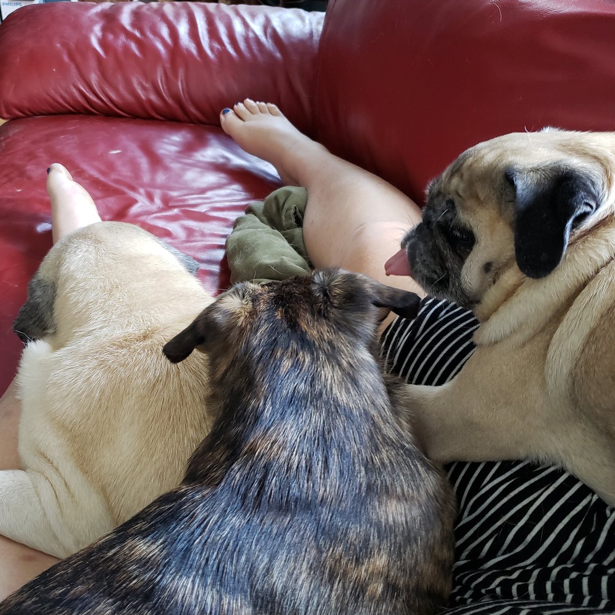funaek's tweet photo. Maximizing pug therapy time before in have to leave for the afternoon & evening. #grumble #grumblehuddle #grumblesquad #grumbleblanket https://t.co/DDD6TqvZsZ