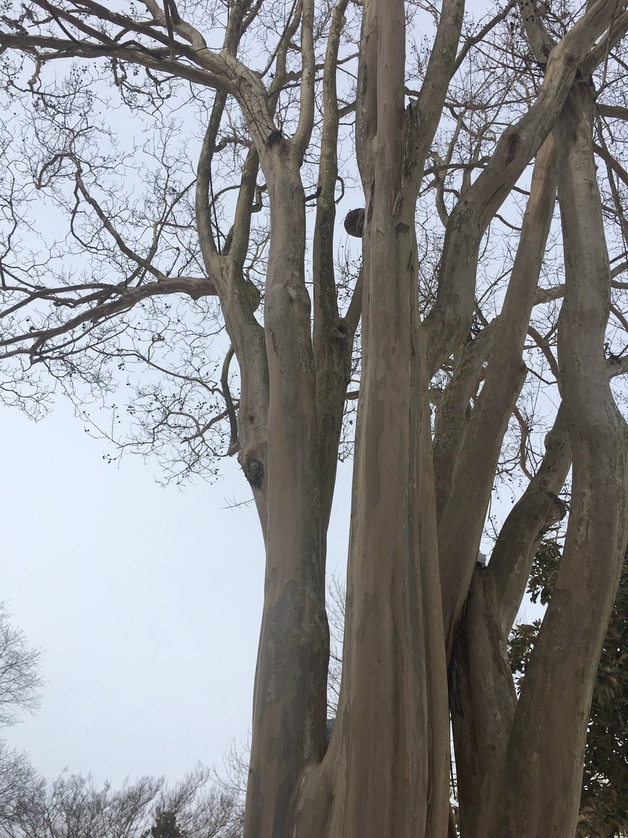 AlyssaHerrmann1's tweet photo. One of my favorite trees on campus, those that beautifully fill Danieley neighborhood, is the Crape-Mrytle!! The beautiful bark is smooth yet textured. Check it out sometime! #elonEd #edu431 #enviroed https://t.co/uvWkZztDcA