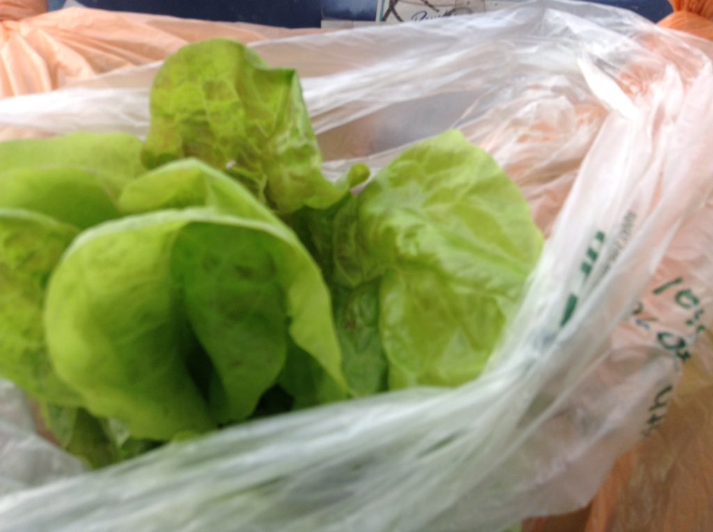 ACCSustainGo's tweet image. Students at the Career Center present their aquaponically grown lettuces to AFAC to give to families! @Margaretchungcc #APSGreen @APSCareerCenter