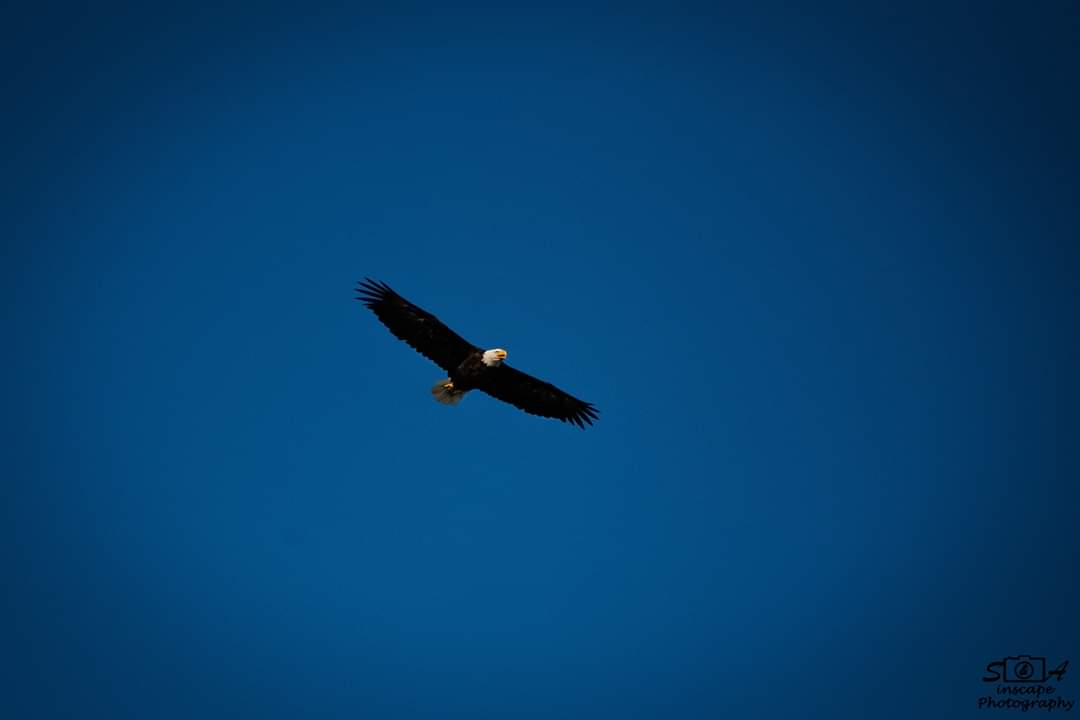 SAinscapePhoto's tweet photo. Let's make this an Eagle week ☺ 🦅

© S&amp;A Inscape Photography 2018

#photography #photographers #nature #naturephotography #eagle #wildlife #wildlifephotography #capebreton #birdIsland #visitcapebreton #flying #beauty #colors #vivid #trending #trend #sainscapephotography https://t.co/kPW4cS5TVY
