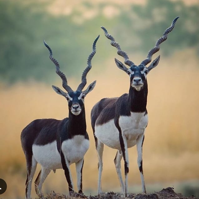 GF_Shop's tweet image. The Black Buck is an endangered antelope found only in India and Nepal. Due to extensive poaching and habitat loss, population of the blackbucks has decresed to only 50,000 individuals. 
@heena.shah2166 
#wildlifeconservation