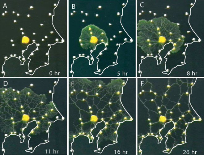 9/ Scientists conducted an experiment where a fungus (Slime Mold) was incentivized to recreate Tokyo's rail system (stops marked w/ food). The fungus designed a better rail network than the engineers hired by the Japanese govt. A sobering thought indeed.