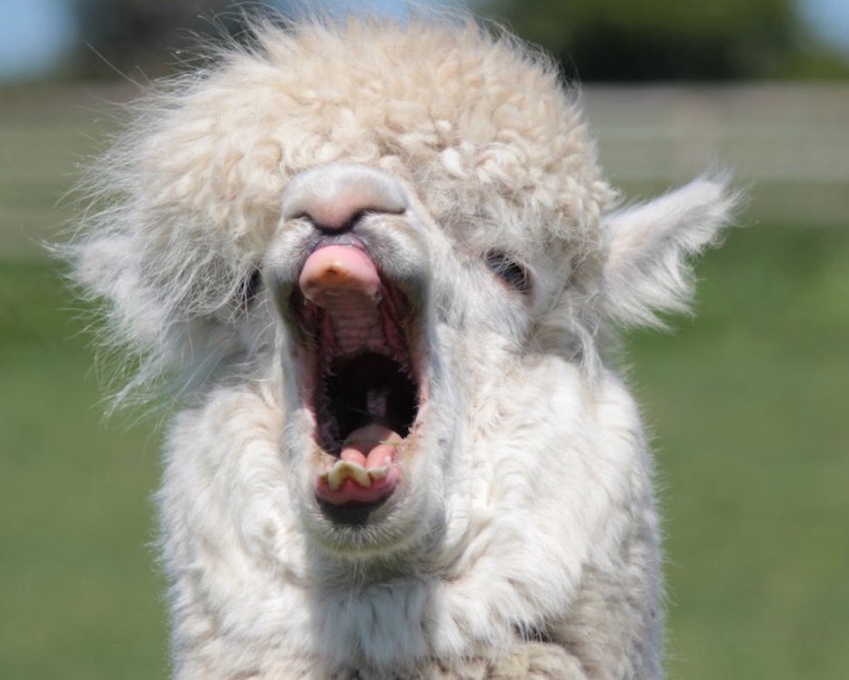 Alpaca Fact 5: Alpacas are quiet, stoic animals that communicate mostly by humming. When they scream (generally in pain or alarm) it is surprisingly harrowing.  #ALECvsALPACA #SaveShadowhunters