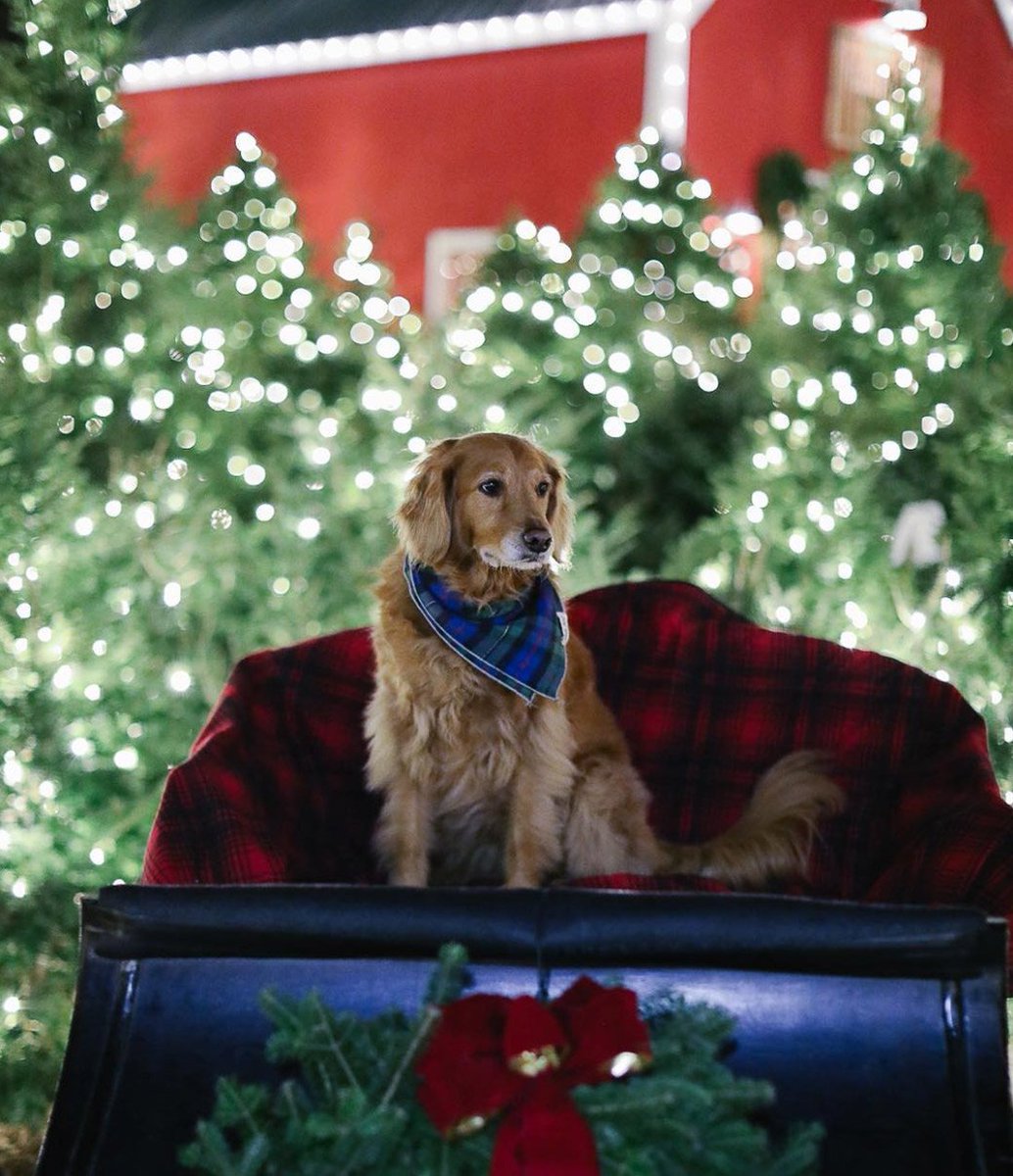 LLBean's tweet photo. Share your holiday photos at @LLBeanFreeport this season with #LLBeanNLContest and you could win a $100 Gift Card! Rules: https://t.co/6K3VRyjI91 (📷: Instagram's elsieofboston) https://t.co/JVe6vXirpx