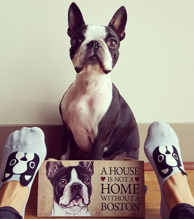 elguapotravels's tweet photo. Boston parents, am I right?! 🐶🏠🐾 #doghouse #obsessed .
.
.
#bostonterriersofinstagram #bostonterrierlove #bostonterrier #bostonterrierpuppy #bostonterriernation #bostonterriercult #bostonterriers_feature #bostonterrierforever #bostonterriers #flatfac… https://t.co/KxAoB2Eli1 https://t.co/JYCtm2Z9ol