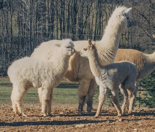 Alpaca Fact 6: Alpacas are intelligent animals, naturally curious, rather than scared. They will assess and explore a situation or an obstacle, rather than run away from it. However sometimes? They’re just plain dumb... #ALECvsALPACA #SaveShadowhunters