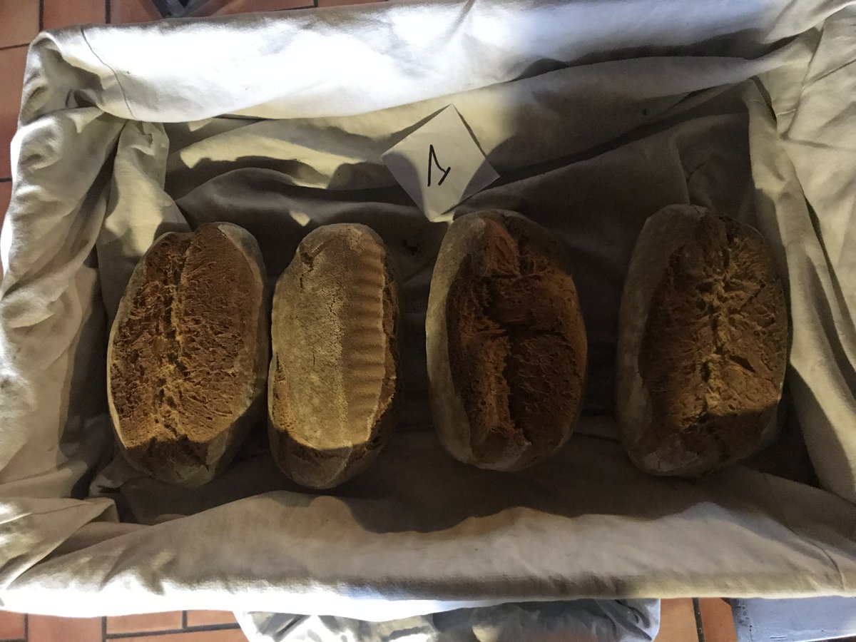 THDGrainoble's tweet photo. #AgroDiverSanté #BIO #BISCOR #TENGRI dégustation pains issus sélection biologique https://t.co/UPXxRedBR1 à la basse boutinais 35 LA CHAPELLE BOUEXIC chez Julien DIOTEL @fontaine_itab @AgrobioBretagne @Inra_France @AemicFR @TECHetBIO @ChambagriBzh @LaMeunerieFr @bioconsomacteur https://t.co/8MzdUgPMTU