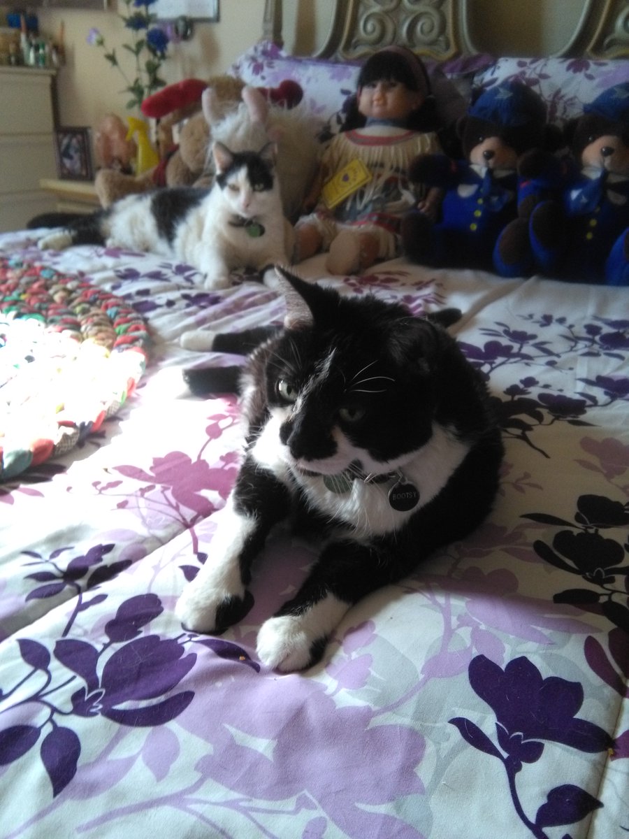 Cats In The House 4664 tweet media