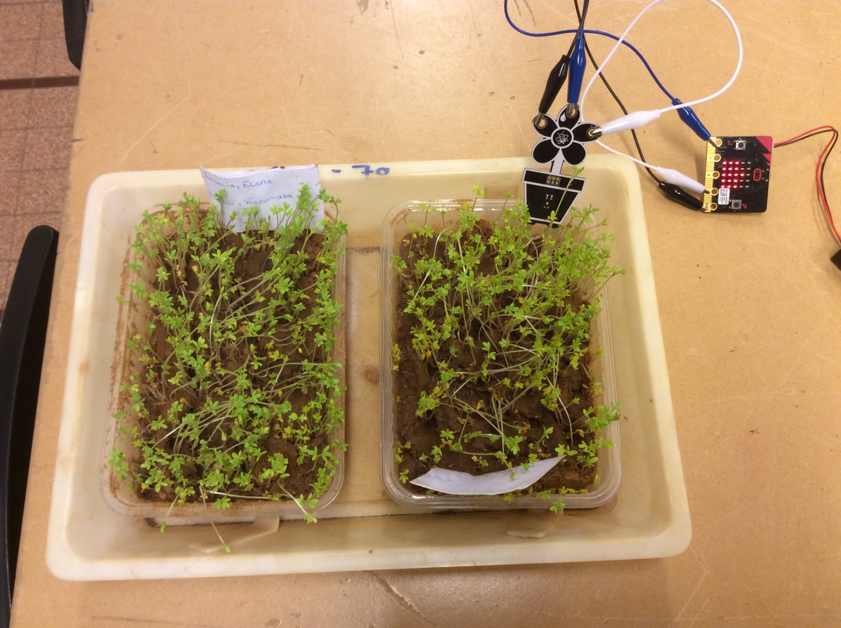 krispetitjean's tweet photo. Mark Watney (The Martian) was right, you can grow food in Mars soil. My pupils sow cress in homemade Mars sand during their #STEM project 'Mission to Mars' #mars @NASAedu @NASAJPL_Edu @NASABeAMartian @NASA @ESA_ExoMars @ESA__Education @esa @microbit_edu https://t.co/AazTFIjAyb