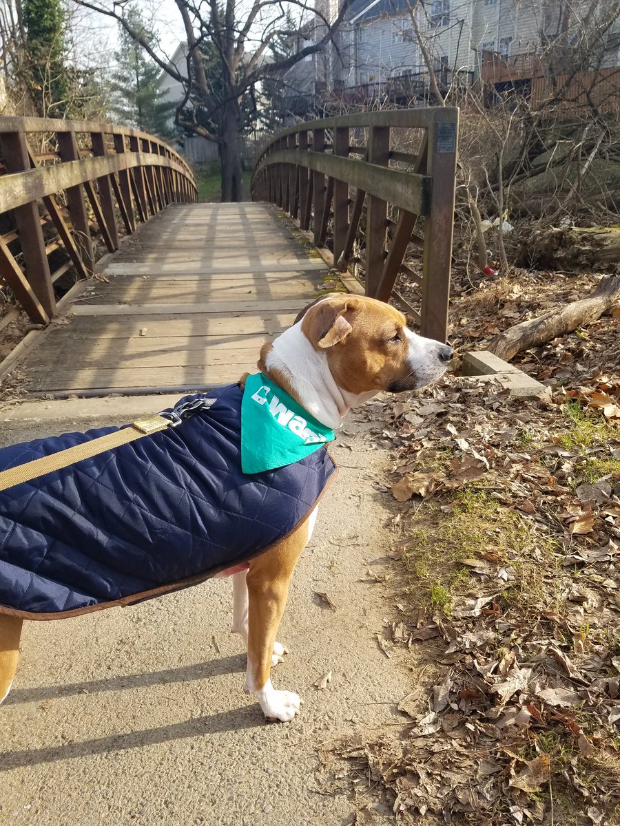 MetalAndMacabre's tweet photo. Working with #wag is a blessing. Cute #dogs in coats. How can I not #Smile about that? https://t.co/qFxu3b3pLg