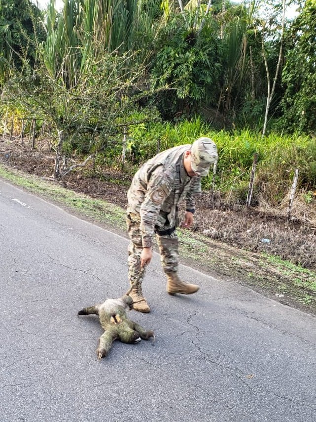 aeronavalpanama's tweet photo. No podemos exigir que ames a los animales pero sí que los respetes y protegas #Aeronaval encuentra perezoso y ayuda a llevar a su hábitat natural desde el área protegida/Chiriquí Grande/Provincia de Bocas del Toro. #ProtegemosLosAnimales https://t.co/zS2KpmPQdd