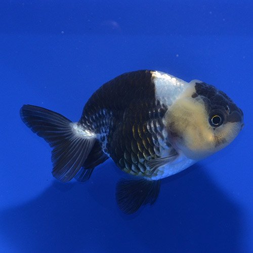 極上！パンダらんちゅうオスメスペア