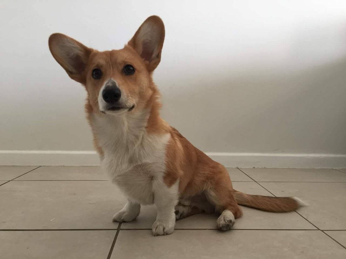GordonFetcher's tweet photo. RT if you love a corgi with a tail #dog #corgi https://t.co/vgM2331QZr