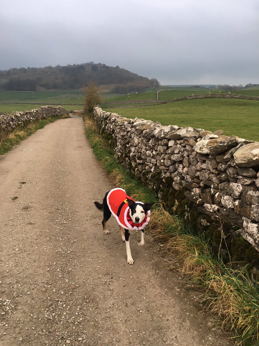 Okay, hear me out. Initially I was NOT impressed with this get up. However, today EVERYONE we saw wanted to cuddle me so I’d say that’s a win 🎅 🐾 #santapaws