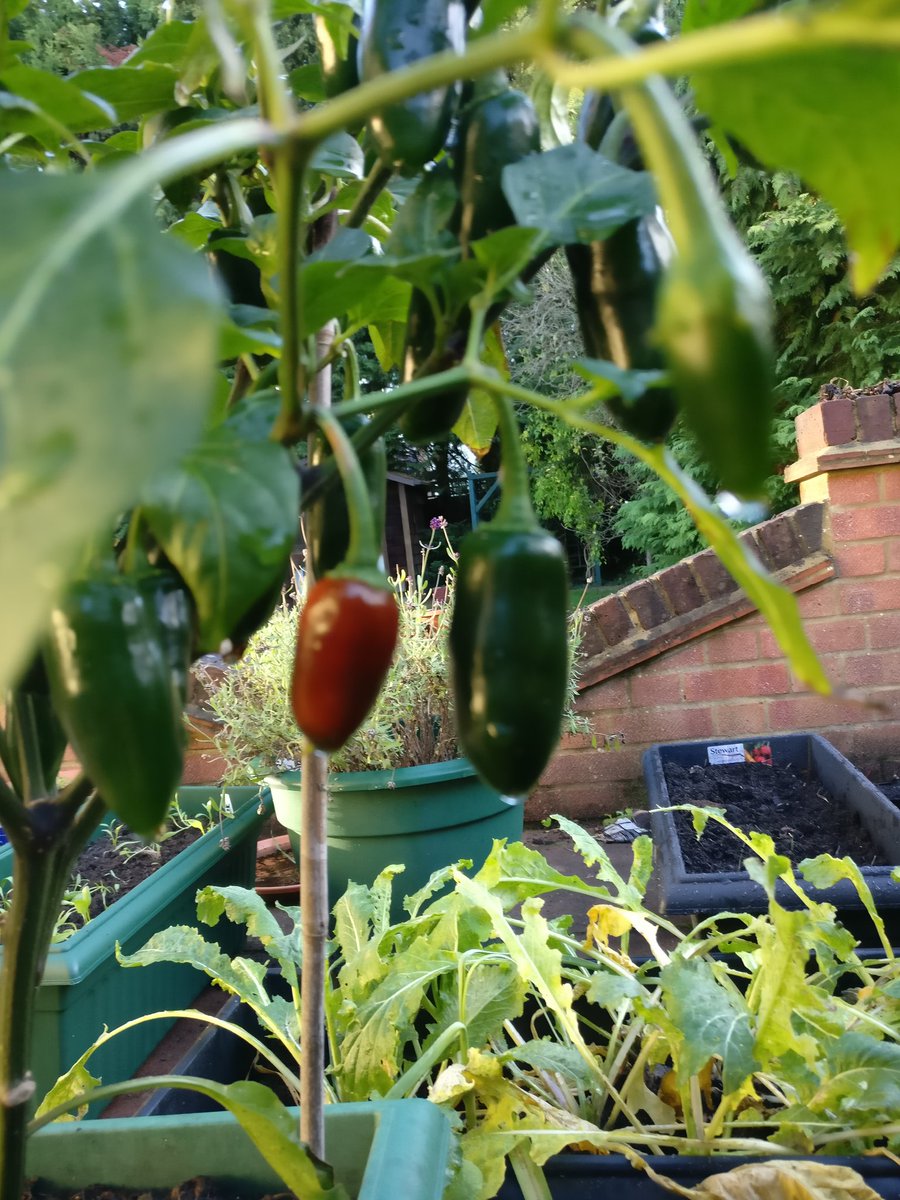 MircheesSeth's tweet image. How is it that the smallest #Jalapeno is ripening first, before it 100 other bigger cousins? #pepperQs
#mircheesethroxx