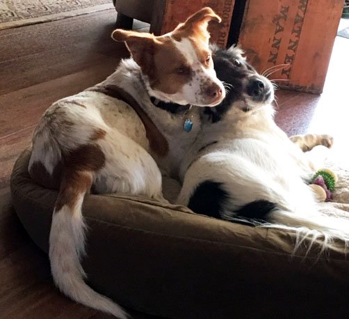 PostcardsFrDogs's tweet photo. Scout and Ranger taking a nap break from the holiday hustle and bustle. https://t.co/D5B7DZyLSG #rescuedogs #dogsoftwitter #greetings #etsy #etsymntt #etsysuccess #etsytribe #shopsmall #etsyshop #bestofetsy #dogs #pets #etsychaching #ecofriendly #FloridaDogLover https://t.co/oFV9Shejke