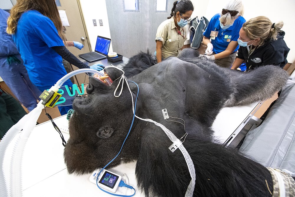 Zoo Miami on X: "“Barney,” a 25 year old silverback Lowland Gorilla, underwent a series of exams yesterday as part of a preventative medicine program at Zoo Miami. To read more about