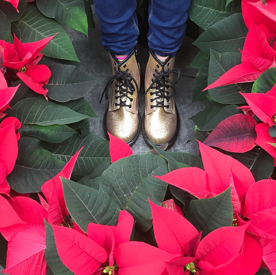 Happy National Poinsettia Day! #nationalpoinsettiaday #hillsplants