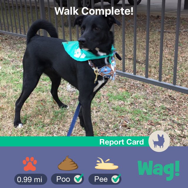 jcbeard3n's tweet photo. Just finished a dog walk on Wag! Use my link https://t.co/DwKRNftuye for $50 of FREE Wag credit! https://t.co/BVYbqBY6Xl