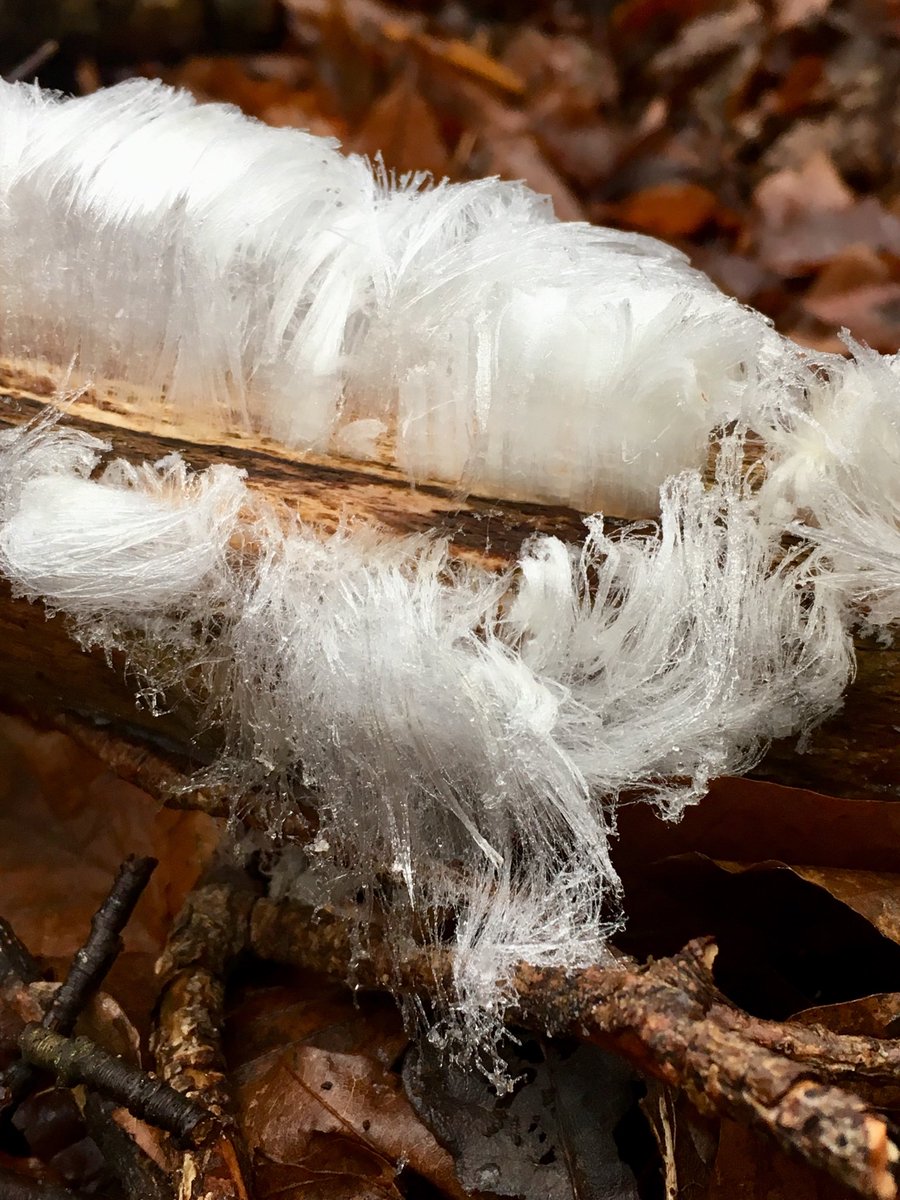 IJsbaard. Op landgoed ⁦<a href="/hetroodekoper/">Het Roode Koper</a>⁩