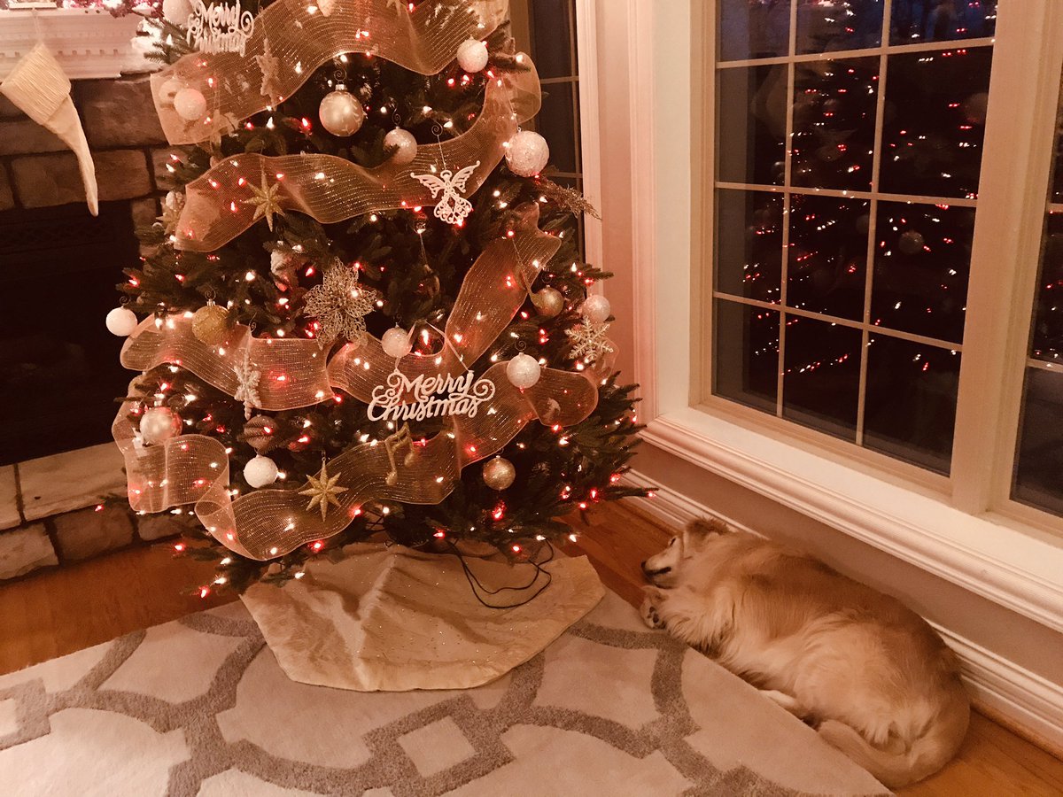 teena_maddox's tweet photo. My dog is already waiting for Santa. #goldenretriever #HoHoHo https://t.co/D9z5m020A1