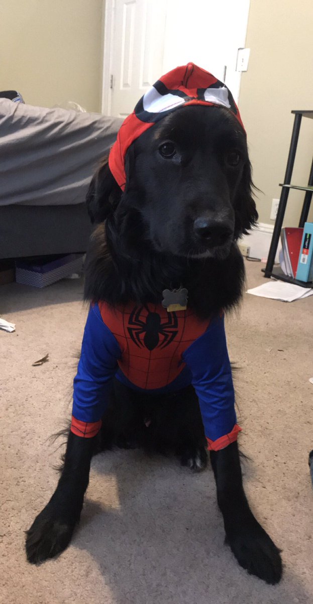 stephenbarczuk's tweet photo. @dog_rates https://t.co/JLzCqtU2qW