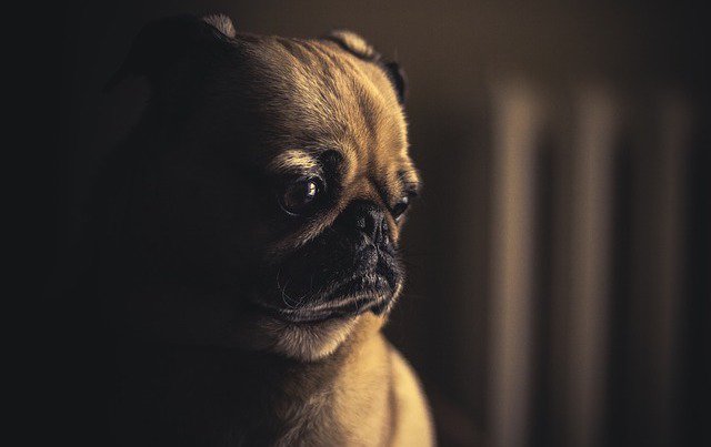 ChantillyNVVA's tweet photo. New Post: Is chocolate poisonous to dogs?
For dogs, a chemical in chocolate called theobromine is the source of the problem. Theobromine is similar to caffeine. 
Check it out: https://t.co/Xf0EZTPaRm https://t.co/d1F403ccKc