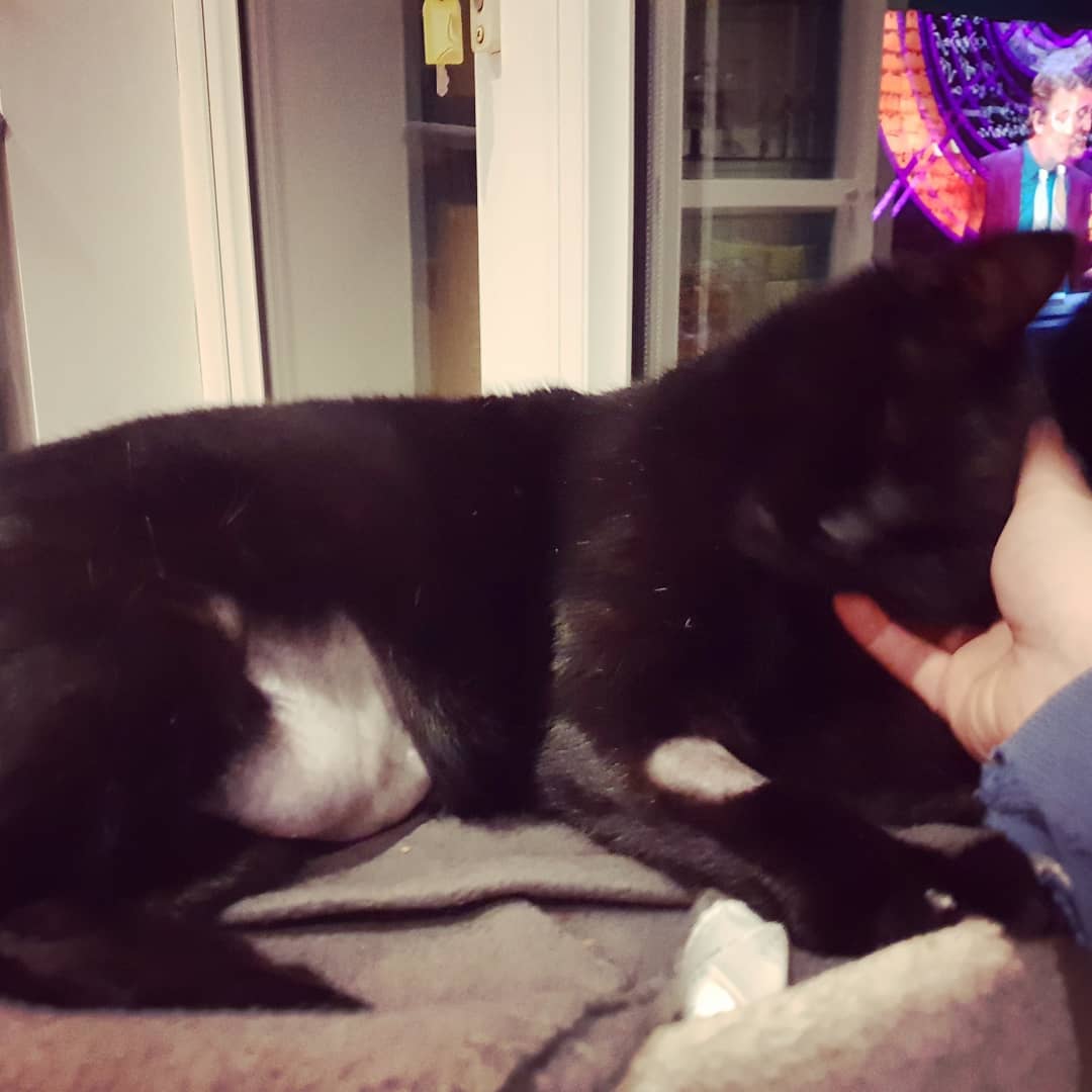 LuxuryTed's tweet photo. After nearly 4 days in hospital my baby boy Ted is finally home. I'm not sure which one of us is more relieved, but I'm certain both of us will sleep a lot better tonight. #thankgodforinsurance #poorlyboy #sadcat #scaredmummy #blackcatlove #CatsOfTwitter #blackcat #braveboy https://t.co/35uvoew18h