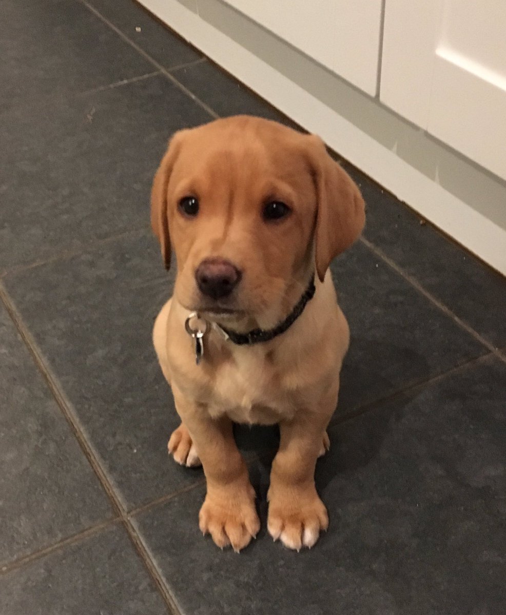 A new addition in our busy household! 🐶🐶🐶❤️