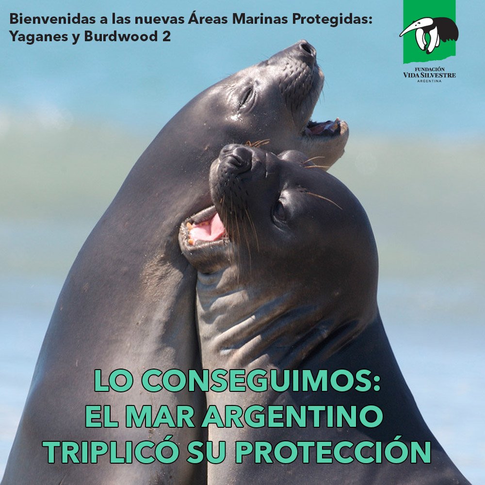 Vida_Silvestre's tweet photo. Hoy no es un #BuenMiercoles hoy es un #MiércolesHistórico Hoy el Mar Argentino triplicó su protección con la aprobación de #Yaganes y #Burdwood2. #Yaganamos #YaSonAreasMarinasProtegidas #ElMarImporta https://t.co/umqmFyLTM2