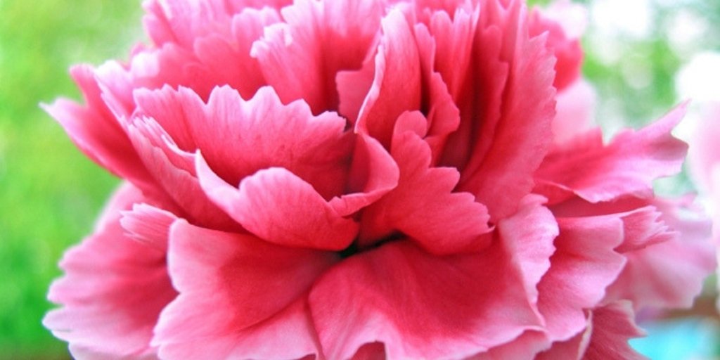 For a touching tribute expressing the pain of separation, include carnations in your arrangement, which symbolize “my heart aches for you.”  #bloomiqtips 
okt.to/5dWrxp