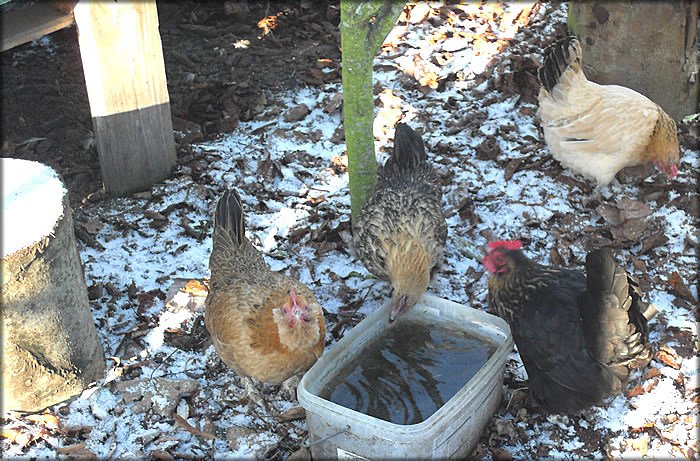 ChickenHour's tweet image. Winter Tips #ChickenHour ruleworks.co.uk/poultry/allotm…