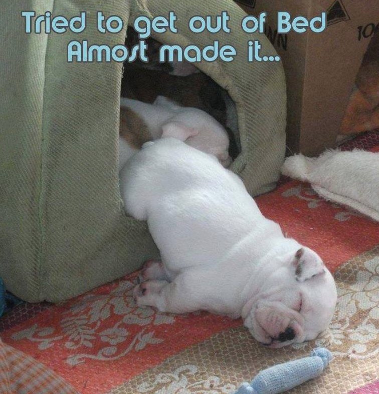 I tried to get out of bed, but I was too tired...
#BabyBulldog #SleepyPuppy #LazyPuppy #WednesdayWakeUp