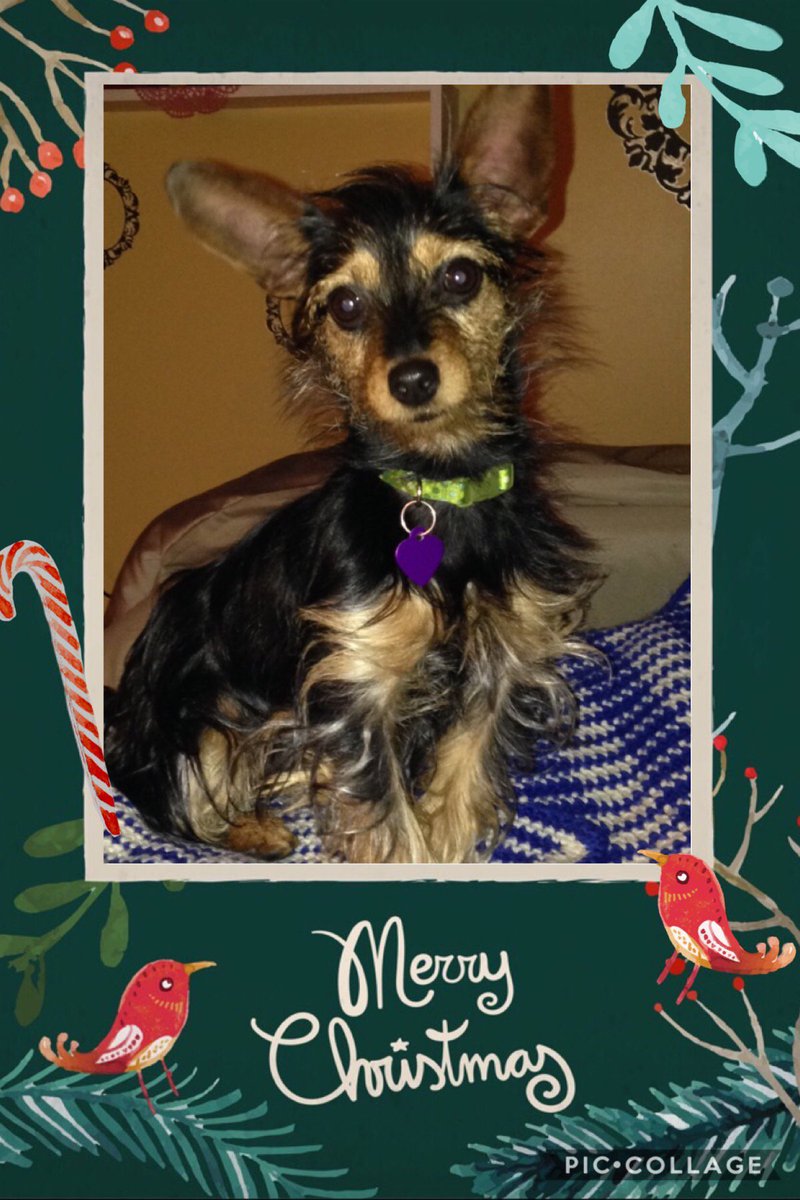 King_Spry_Law's tweet image. Do you want to build a snowman? Paisley, who belongs to Jillian Sheckler from our Trusts/Estates department, is ready to help in her super cute snowman sweater! #kingspryholidays #dogsofdecember #lawsandpaws