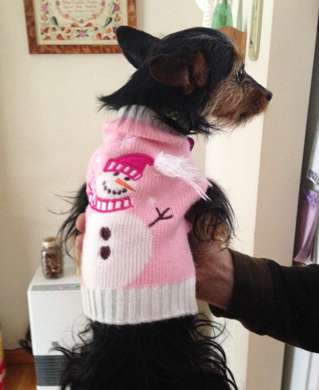 King_Spry_Law's tweet image. Do you want to build a snowman? Paisley, who belongs to Jillian Sheckler from our Trusts/Estates department, is ready to help in her super cute snowman sweater! #kingspryholidays #dogsofdecember #lawsandpaws