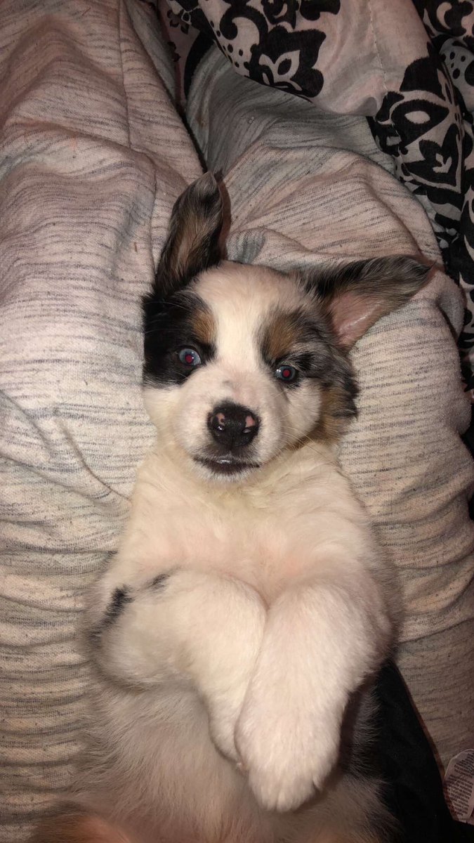 Drop your dog pics below 😍