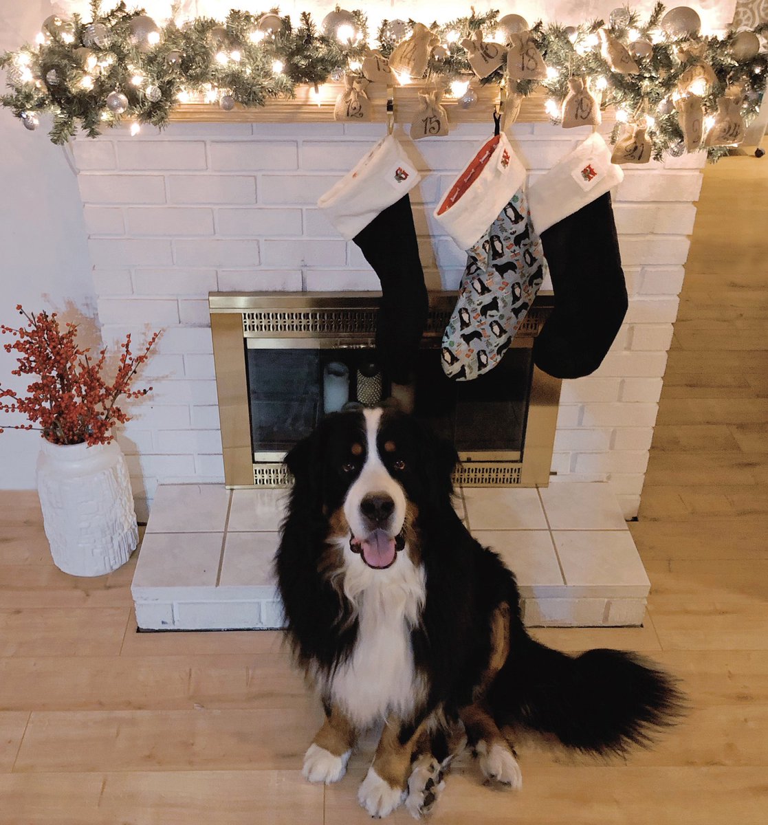 webers_world's tweet photo. It's Dec 12th which means I'm half way through my advent calendar! 13 more sleeps until #Christmas! ✨🎄✨ #bernesemountaindog #dogsoftwitter #dogcelebration #ChristmasIsComing #CountdowntoChristmas #spoileddog 

📸 https://t.co/rJup52B8lm https://t.co/8zSwn0v5Rg