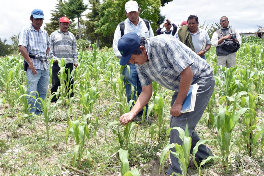 FAOMexico's tweet image. 👩🏾🌾🌱💧🏞🍅🥗🔄
La #agroecología es a la vez teoría y práctica sobre cómo gestionar procesos ecológicos propios de la naturaleza para mejorar la productividad y evitar males como infestaciones de plagas, enfermedades o degradación

#COP24 #HambreCero
👉bit.ly/2RVDKHw