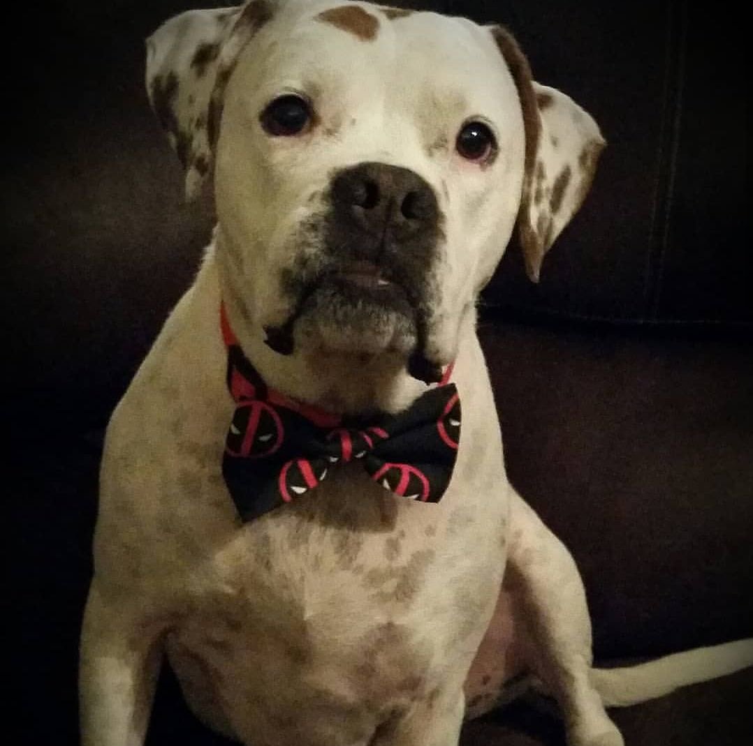 D_Xpressions's tweet photo. So in love with this photo of Diesel in his new Deadpool bow tie! Adorable! ❤🖤 #SweetLooks
#petfashion #pets #dogfriendly #bowtie #fashion #style #deadpool #Superheroes #dogfashion #customclothing https://t.co/CTIkebK4ug