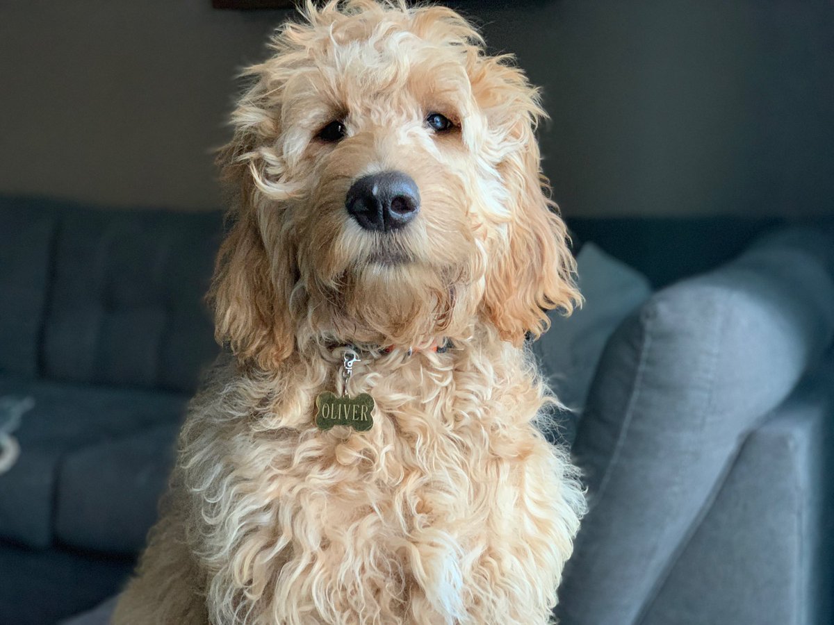 belltanner's tweet photo. @dog_rates https://t.co/8KPK2pDuoX