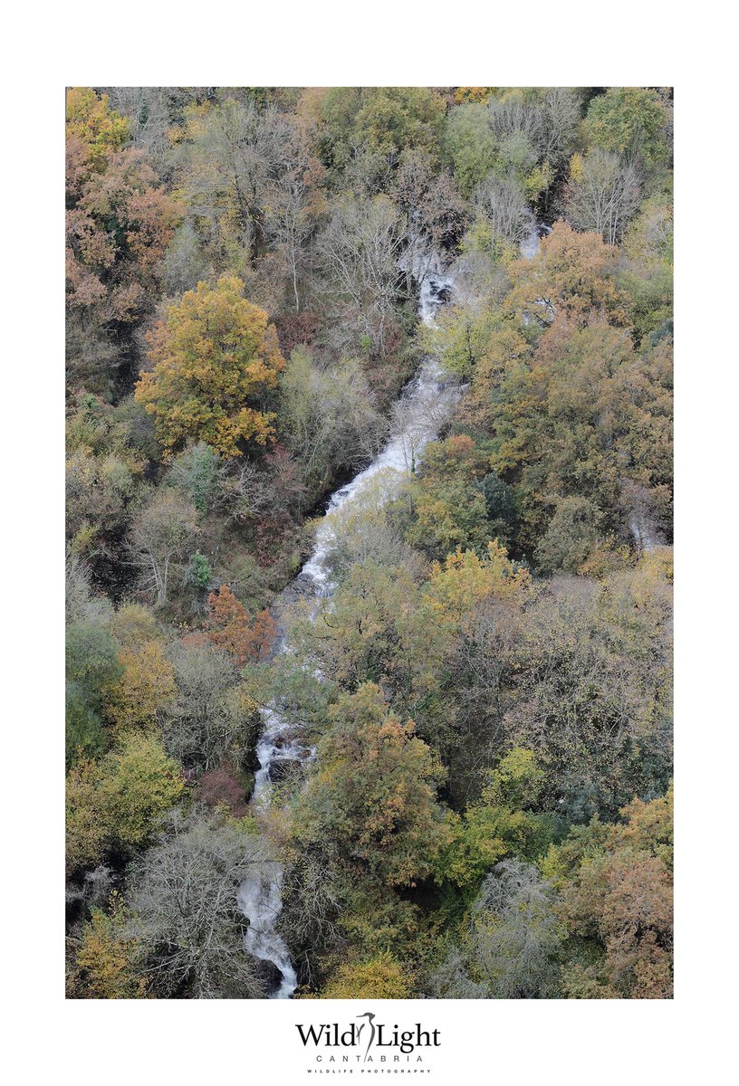 WLCantabria's tweet photo. Las riberas fluviales infinitamente infravaloradas y reiteradamente maltratadas. A pesar de ello, los bosques de ribera bien conservados de Cantabria se convierten rincones espectaculares https://t.co/X4XZNGVn7D https://t.co/IPvVZ4Olug