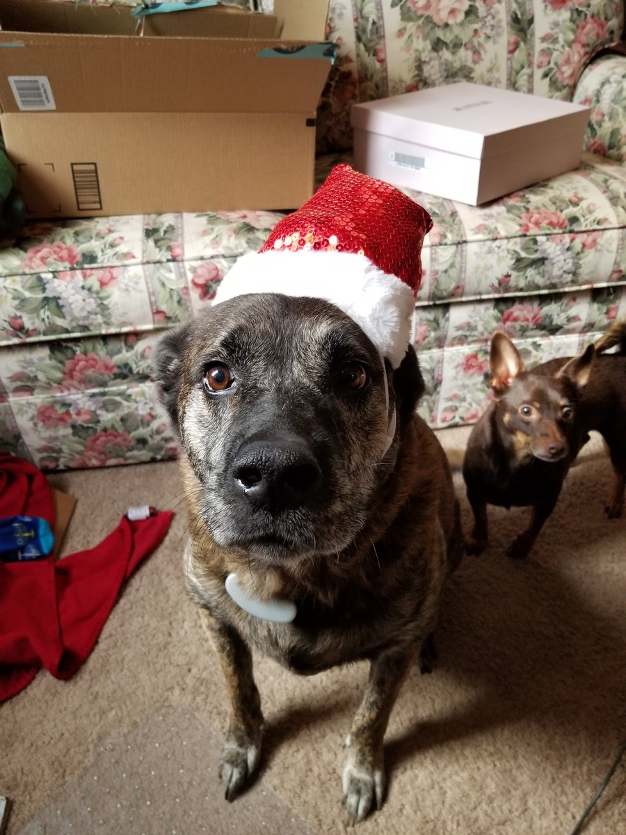 lynne515's tweet photo. @barkbox These two are always #1 https://t.co/DuEiJDUY2d