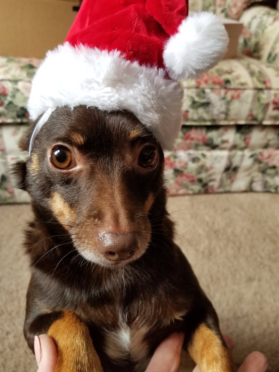 lynne515's tweet photo. @barkbox These two are always #1 https://t.co/DuEiJDUY2d