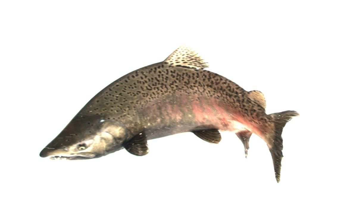 JustWhooshh's tweet photo. Actual Whooshh scan/image from our systems. Want to learn more about the latest in scanning technology? Visit booth 7 @FishPassage2018, or contact us: https://t.co/WlrofPAGl2. #fishpassage #invasivespecies #FishPassage2018 #FP2018 https://t.co/EKbCb5t8LV