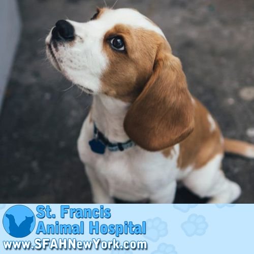 SFAHNewYork's tweet photo. Can't think of what to get your grand-pup, or cat-nephew for the holidays!? Well this Christmas give the gift of love. Come on in to our office and find out what we offer!  https://t.co/QOIbgtmZGI https://t.co/2fr97PQxiN