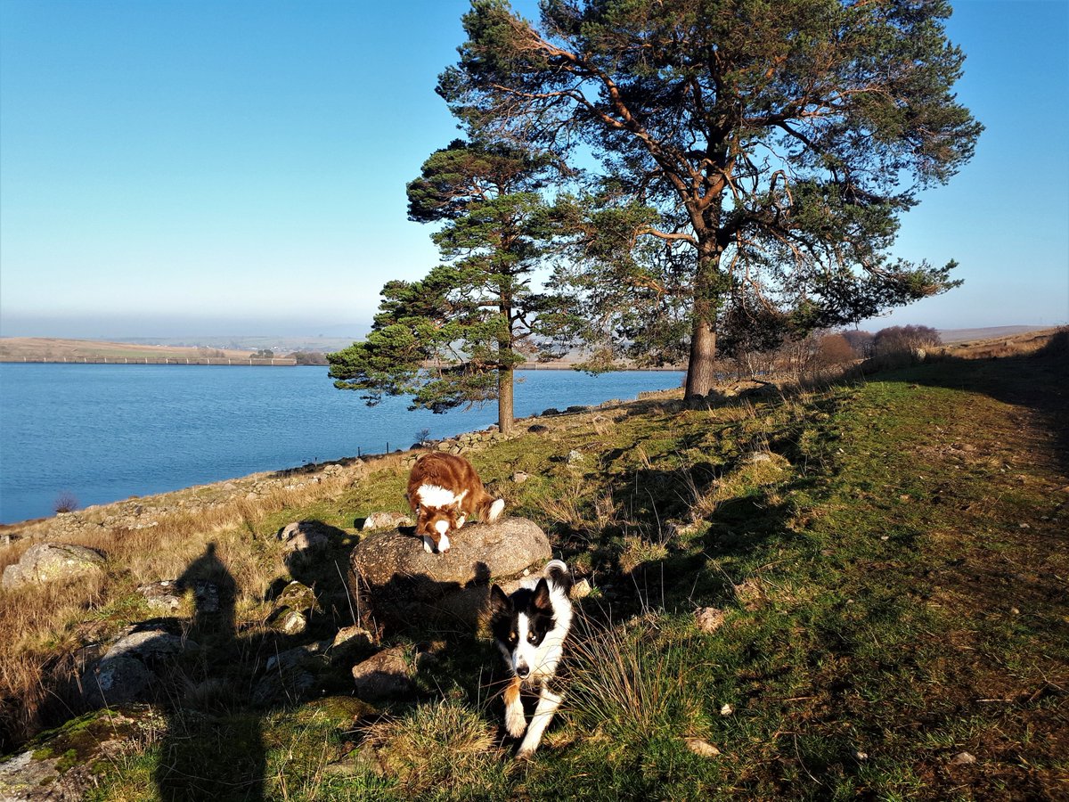 VisitUpperEden's tweet photo. When #Dogs just want to have fun....#Bordercollies #enjoylife #everydayisfunday #alwaysonthego #onebigadventure #walkingiswonderful #nobetterplacetolive #Cumbria #dogsoftwitter #dogsarefamily https://t.co/i2orSrMTC7