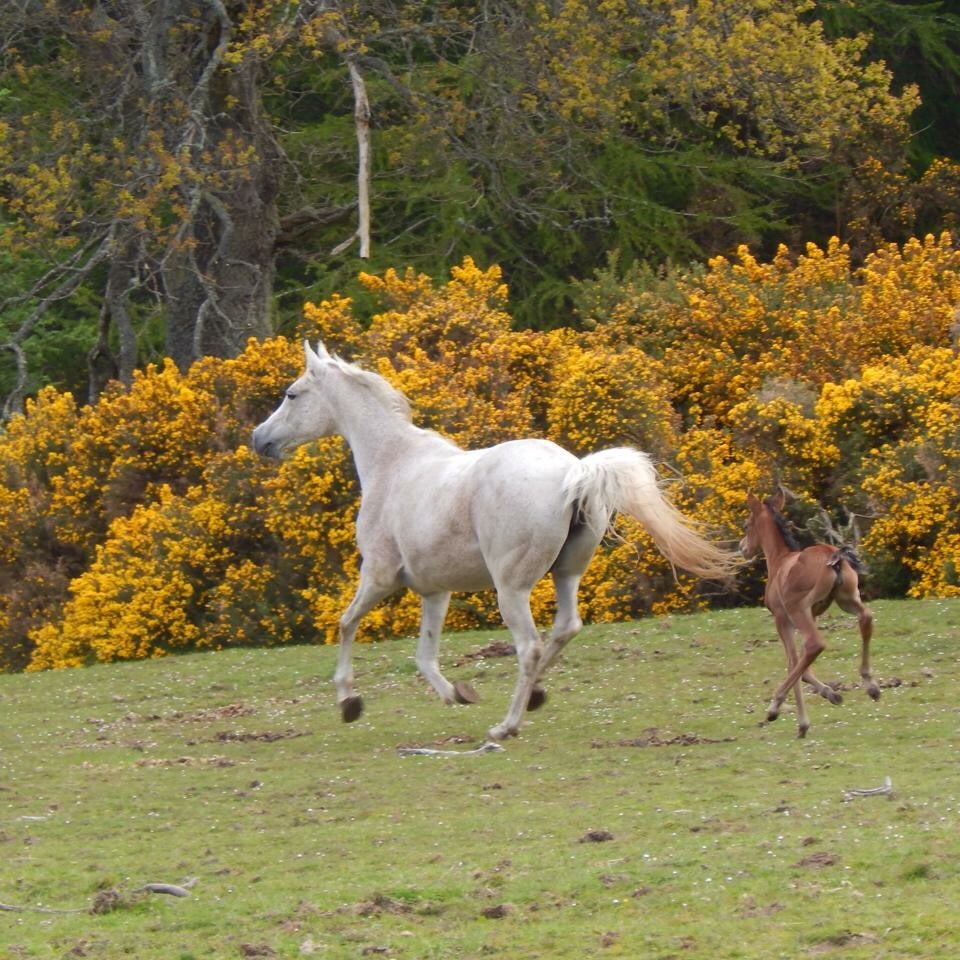 blackislestud's tweet photo. RIP our beautiful Ismene, who decided to cross the rainbow bridge this afternoon whilst snoozing in her box.  It was a privilege to be owned by this gorgeous lady. ❤️ https://t.co/GHVhJlzr1A