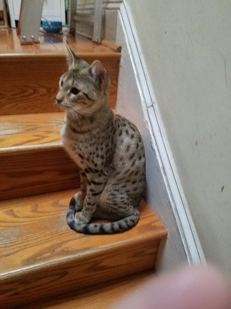 theHillisHome's tweet photo. Help find Chaboo! Young friendly cat. Chaboo was lost near Stuart Hobson Middle School (4th And E Streets NE). The owner is offering a Generous reward for his safe return. Call 202 543-9363 cc @PoPville @barredindc @FrozenTropics https://t.co/9C6k4corKt