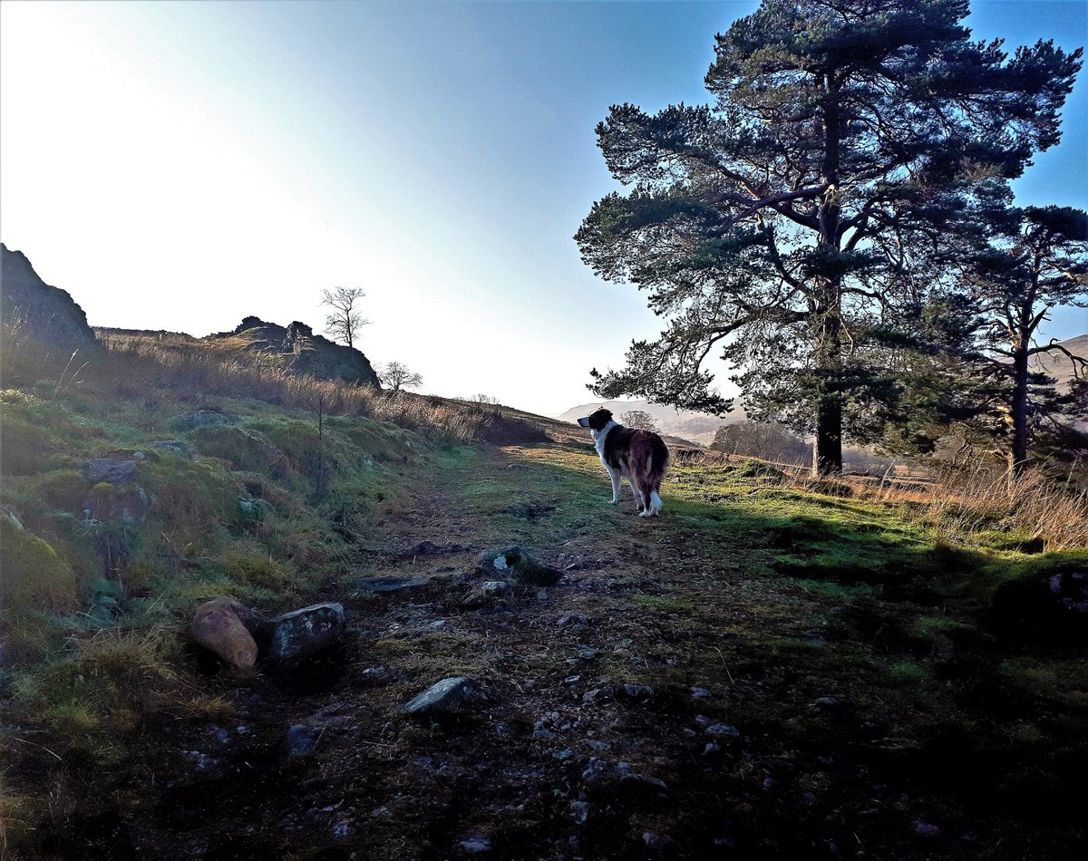 VisitUpperEden's tweet photo. When #Dogs just want to have fun....#Bordercollies #enjoylife #everydayisfunday #alwaysonthego #onebigadventure #walkingiswonderful #nobetterplacetolive #Cumbria #dogsoftwitter #dogsarefamily https://t.co/i2orSrMTC7